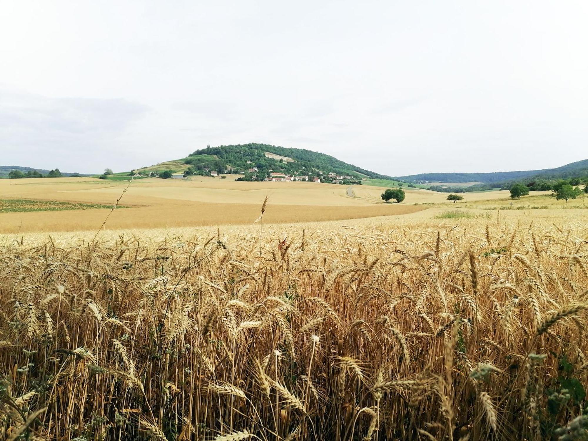 Gite Hautes Cotes De Nuits Curtil-Vergy Buitenkant foto