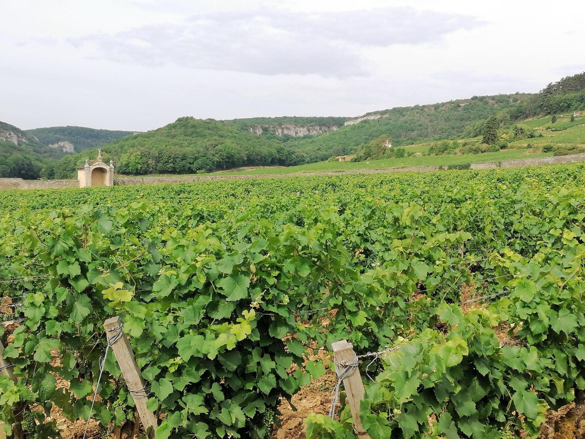 Gite Hautes Cotes De Nuits Curtil-Vergy Buitenkant foto